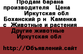 Продам барана производителя › Цена ­ 20 000 - Иркутская обл., Боханский р-н, Каменка с. Животные и растения » Другие животные   . Иркутская обл.